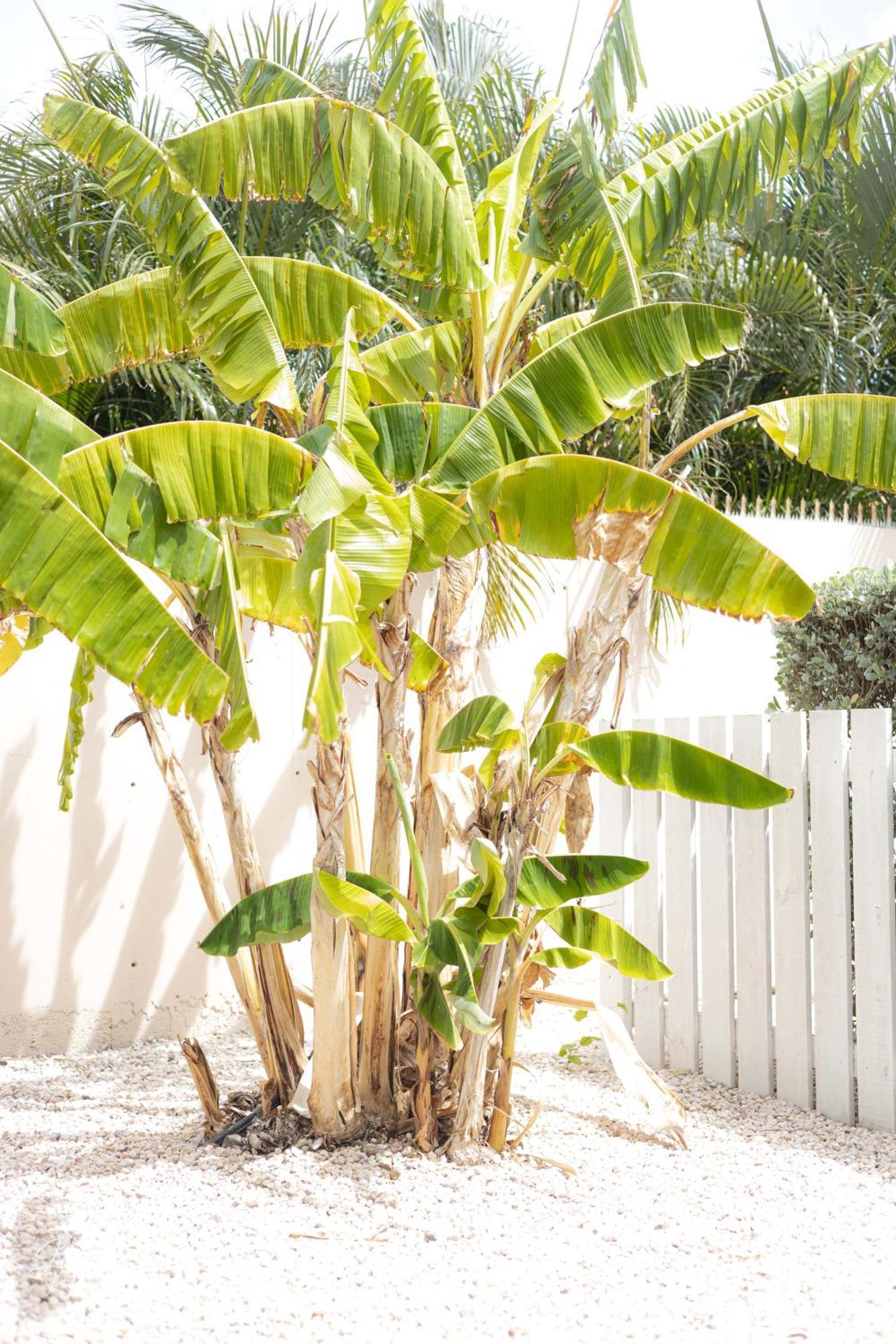 Dushi Townhouse Curacao Apartment วิลเลมสตัด ภายนอก รูปภาพ